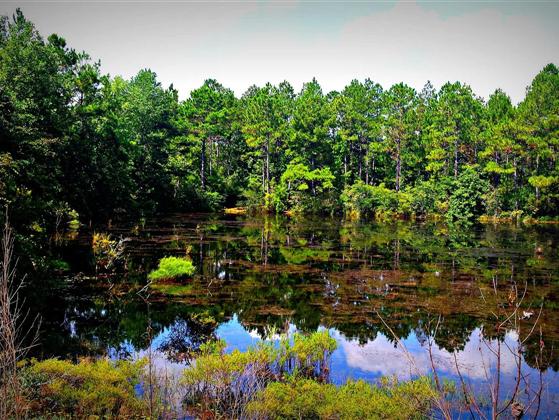 defuniak springs big and beautiful singles Find and contact local party venues in defuniak springs, fl with pricing and availability for your party event a beautiful rolling 100-acre field surrounded by . defuniak springs big and beautiful singles Find and contact local party venues in defuniak springs, fl with pricing and availability for your party event a beautiful rolling 100-acre field surrounded by .